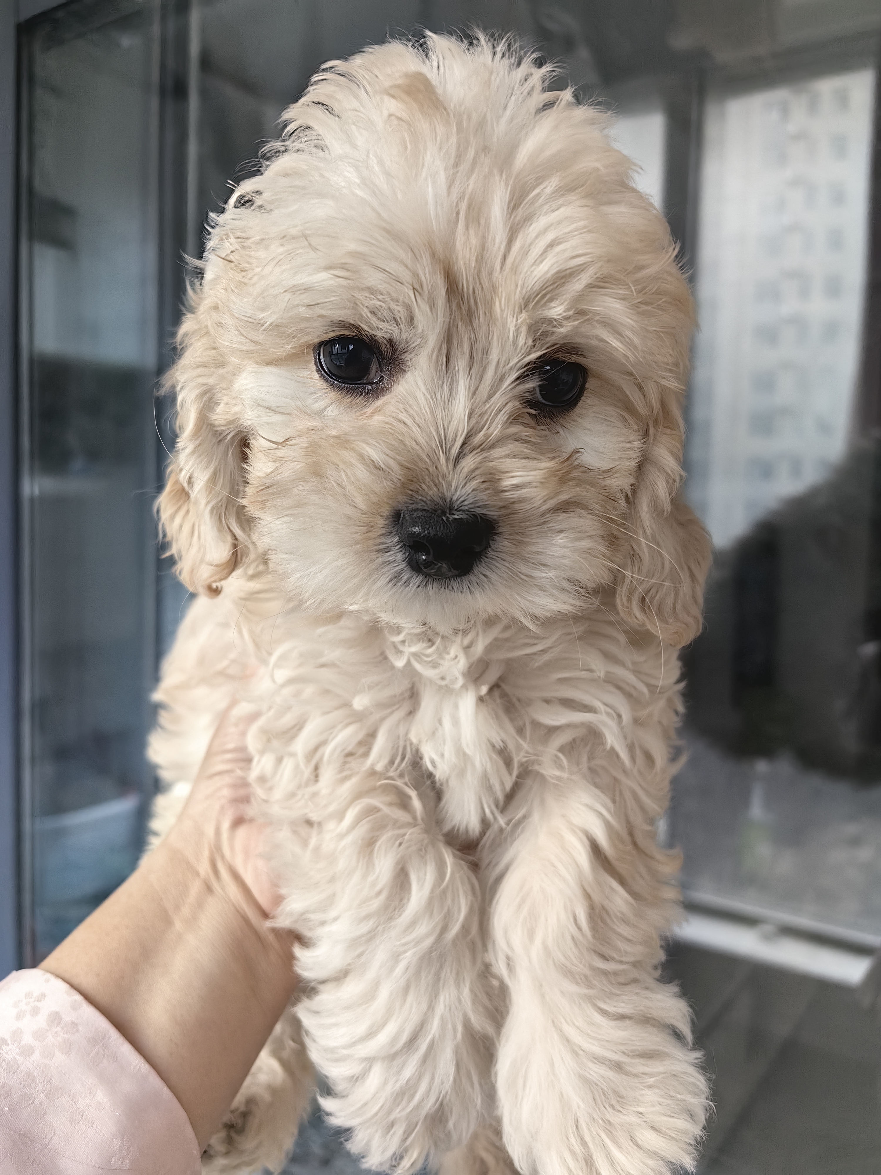 可卡犬